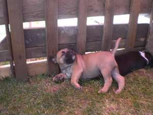 Vand catei amstaff