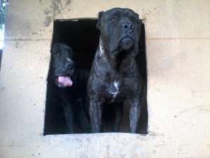 vand pui cane corso (ieftin)