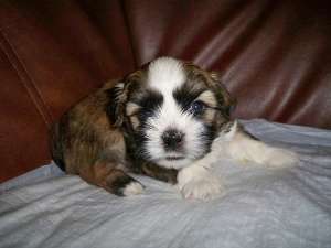 Shih-tzu de vanzare.