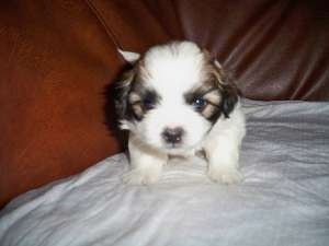 Shih-tzu de vanzare.