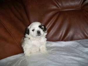 Shih-tzu de vanzare.
