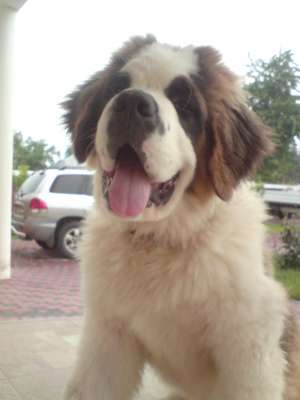 vand pui saint bernard