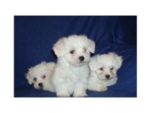 BICHON MALTESE