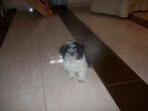 Vand catel de bichon havanez