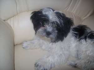 Vand catel de bichon havanez