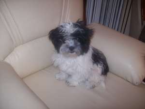 Vand catel de bichon havanez