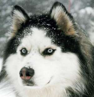 As dori foarte mult sa adopt un PUI de husky oarecare. Nu mai nult de 1 an si cateva luni.