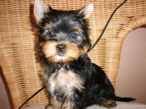 Pui yorkshire terrier toy