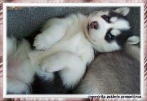 Cumpar pui Hasky