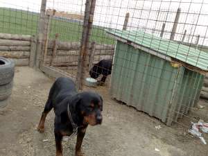 Vand pui rottweiler