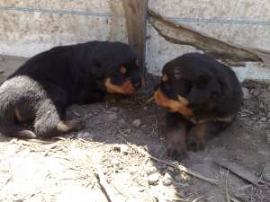 Vand pui rottweiler