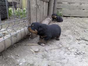 Vand pui rottweiler