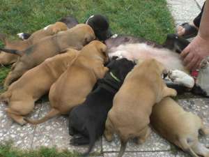 vand pui amstaff