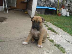 vand pui amstaff