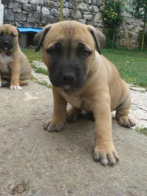 vand pui amstaff
