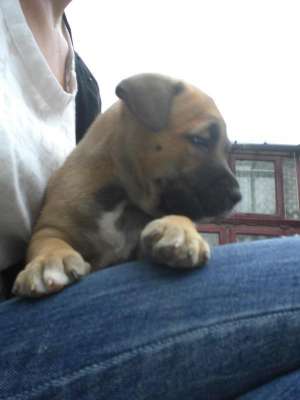 vand pui amstaff