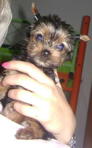 Vand York Shire Terrier Toy