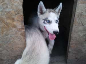 vand pui de husky