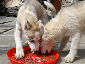 vand pui de husky