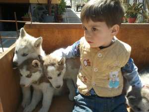 vand pui de husky