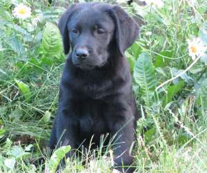 Labrador Retriever pui mascul