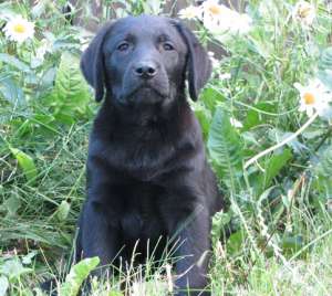 Labrador Retriever pui mascul