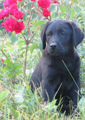 Labrador Retriever pui mascul