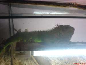 VAND IGUANA