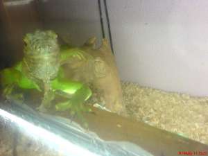 VAND IGUANA