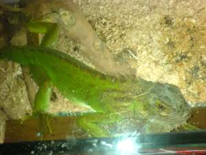 VAND IGUANA