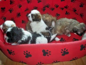 vand catelusi shih-tzu superbi,   mai frumosi ca in poze.