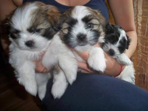 vand catelusi shih-tzu superbi,   mai frumosi ca in poze.