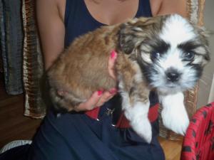 vand catelusi shih-tzu superbi,   mai frumosi ca in poze.