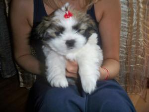vand catelusi shih-tzu superbi,   mai frumosi ca in poze.