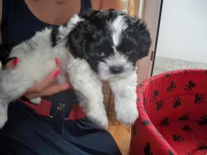 vand catelusi shih-tzu superbi,   mai frumosi ca in poze.