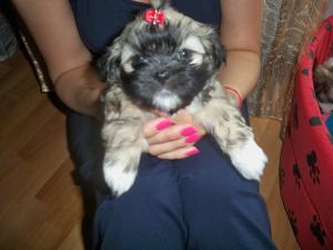 vand catelusi shih-tzu superbi,   mai frumosi ca in poze.