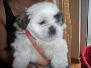 vand catelusi shih-tzu superbi,   mai frumosi ca in poze.