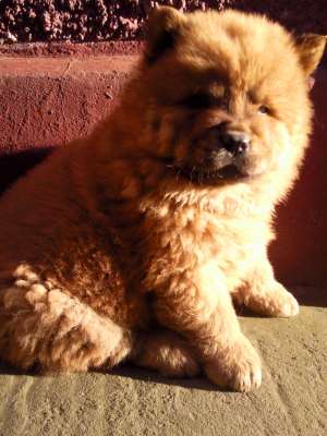 un chow-chow pentru tine