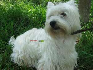vand pui westie