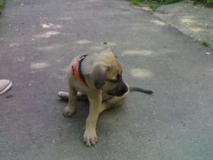 vand  catel amstaff