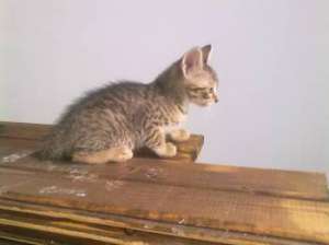 Ofer spre adoptie 3 pisicute