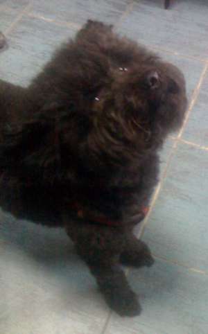 pui caniche pitic