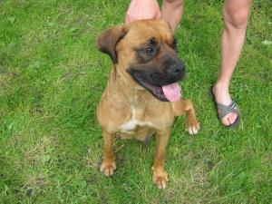vand pui de boxer