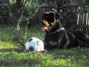 vand femela rottweiler