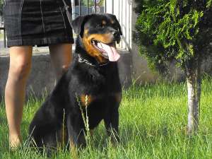 vand femela rottweiler