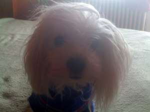 bichon maltese pt monta