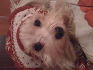 bichon maltese pt monta