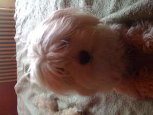 bichon maltese pt monta