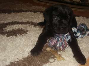 Cane corso de vanzareeeeeeeee!!!!!!!!!!!