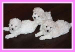 Bichon Bolognese de vanzare Mures